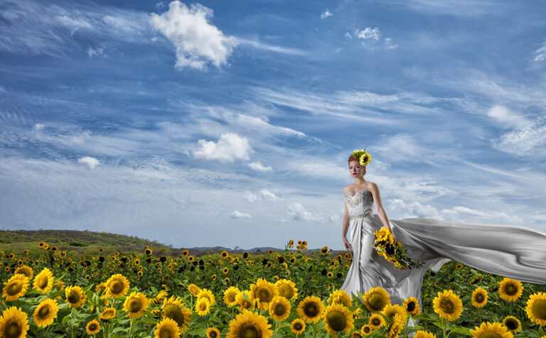 Sunflower field Bride at Finca el Girasol Guanica Puerto Rico